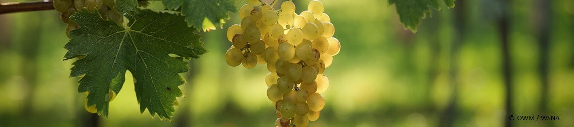 Muskateller Weine | Österreichische Weißweine online kaufen | VINOASE