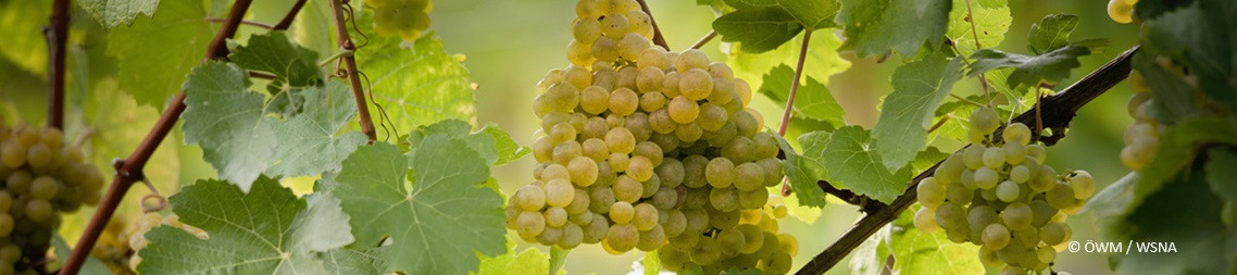 Gewürztraminer - Weißweine bei VINOASE