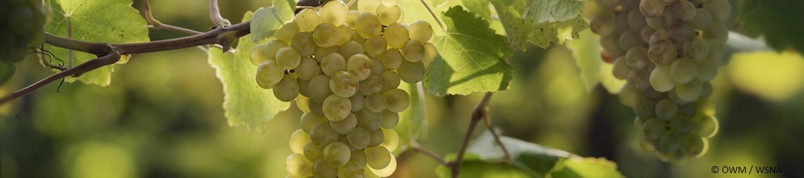 Weissburgunder – Elegante Burgundersorte | Vinoase