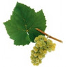 Weissburgunder - Pinot Blanc