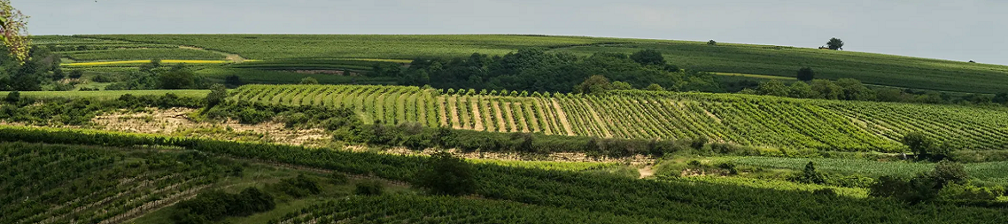 Vinoase.at - Besondere Weine aus Österreich