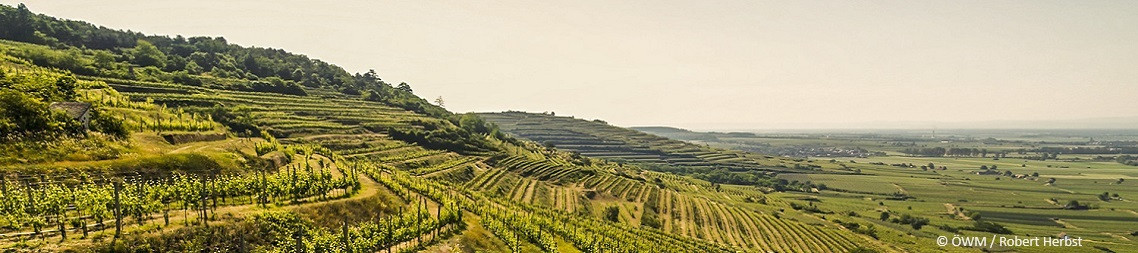 Kamptal Weine kaufen – Grüner Veltliner & Riesling online