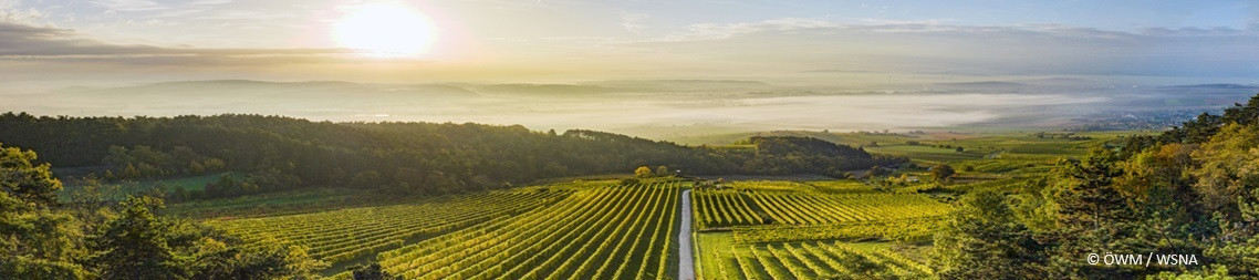 Vinoase.at - Weine aus dem Traisental