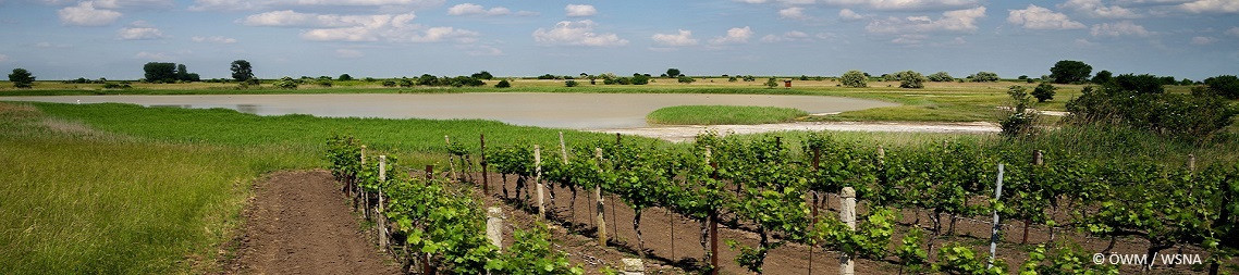 Vinoase.at - Kraftvolle Weine vom Neusiedlersee