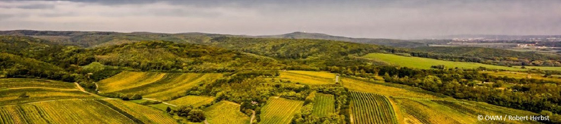 Vinoase.at - Rassige Weine aus dem Mittelburgenland