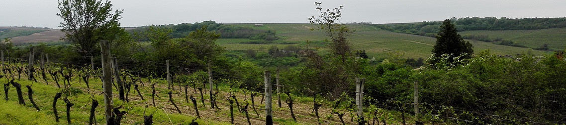 Vinoase.at - Große Weinvielfalt aus der Region Srem