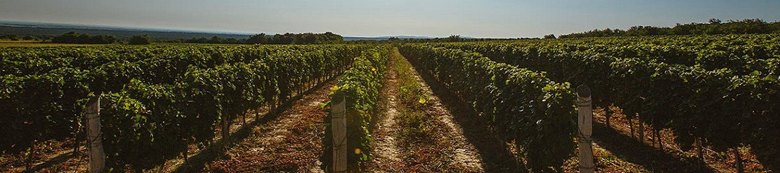 Vinoase.at - Hervorragende Weine aus der Šumadija