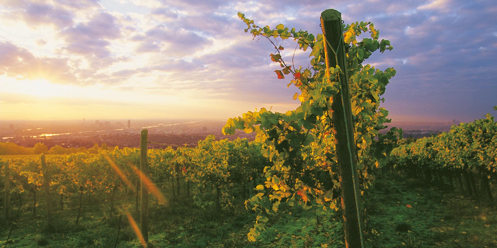 Weingut Cobenzl Wien